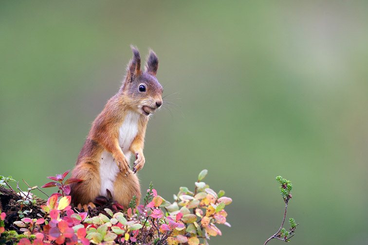 Red Squirrel (Sciurus vulgaris) on hummock on woodland floor in autumn. Norway. September 2005